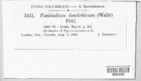 Venturia inaequalis image